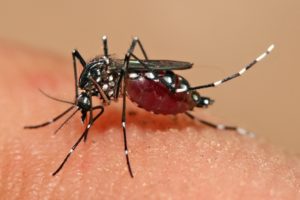Texas public health officials say the aedes aegypti mosquito is the primary carrier of the Zika virus, which could reach Texas as soon as June or July. (Wikimedia Commons)